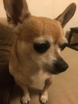 Baby chihuahua closeup
