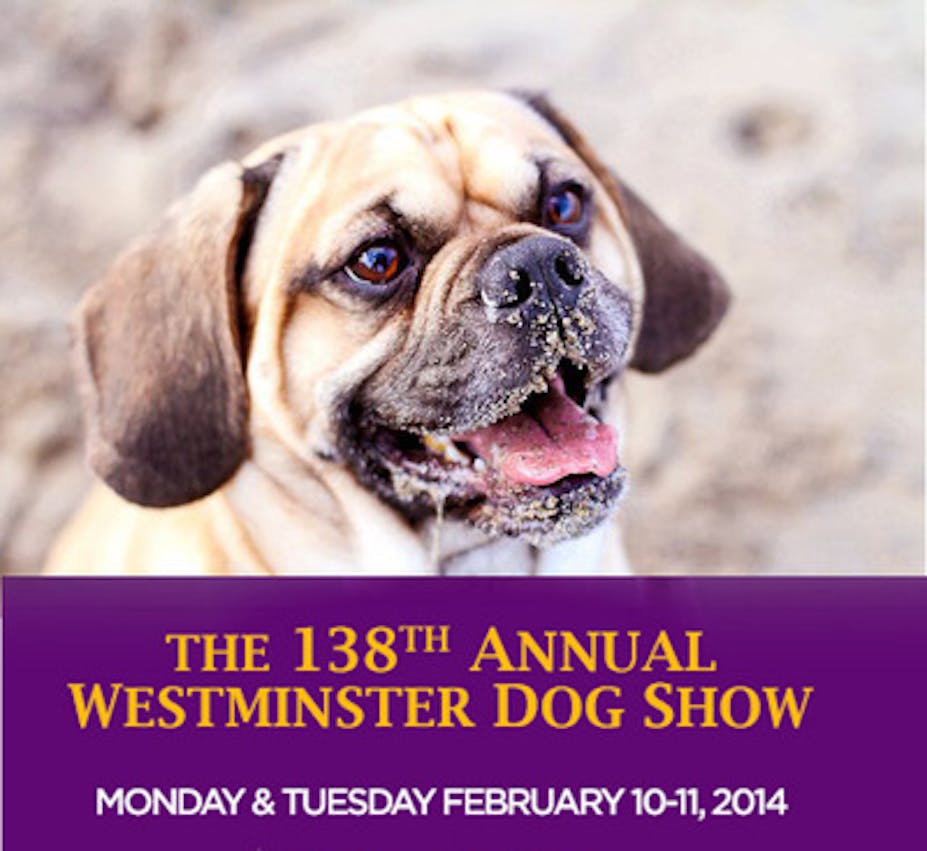 Alumni Spotlight Barnum of Canine Code Camp Course Report